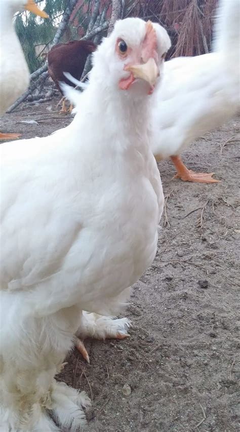 White Cochin Bantams - Chicks for Sale | Cackle Hatchery