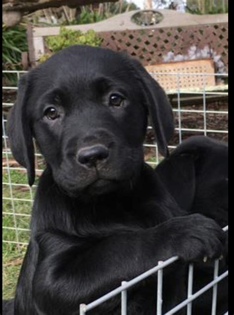 Labrador Puppy for Sale