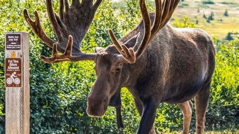 Petition · Change the plural of "Moose" to "Meese" - United States · Change.org