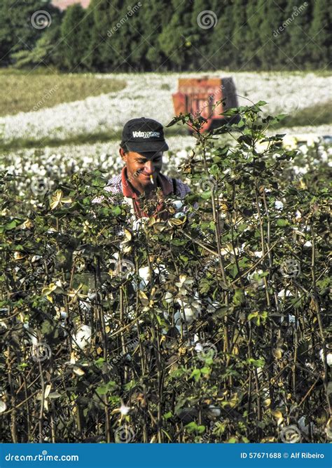 Cotton harvest editorial stock photo. Image of natural - 57671688