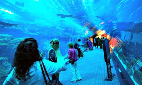 Dubai Aquarium & Underwater Zoo - Review & Ticket Prices | Free-City-Guides.com