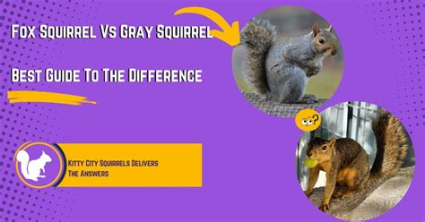 Fox Squirrel Vs Gray Squirrel: Best Guide To The Difference