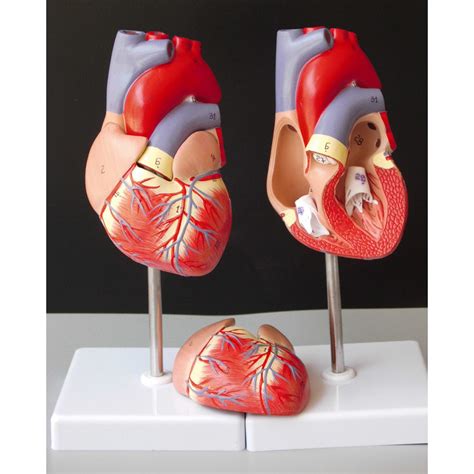 Life size human heart model anatomical cardiac model learning lab supplies medical model Sale ...