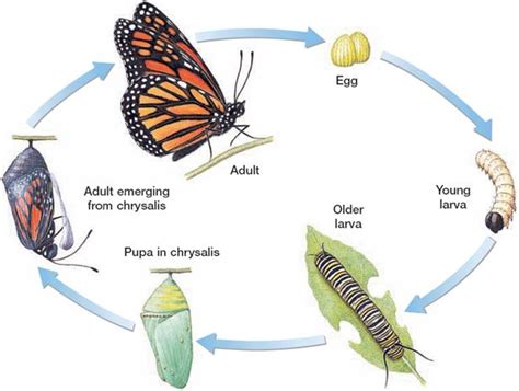 Biology Diva / Zoology Chapter 31