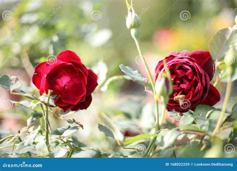 Red rose in the garden stock image. Image of colorful - 168022259