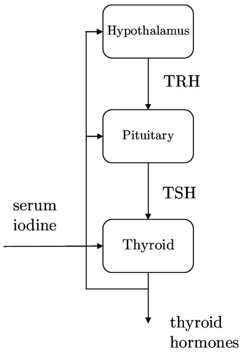 The hypothalamus-pituitary-thyroid (HPT) axis. The thyroid receives a ...