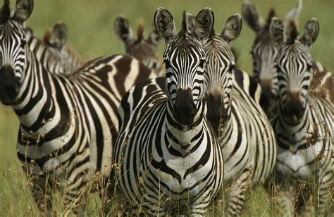 A Herd Of Zebras Standing Alert Photograph by Michael Melford