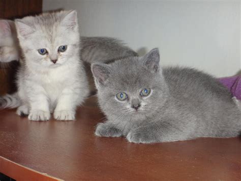 British Shorthair Cats For Sale | New Caney, TX #296646