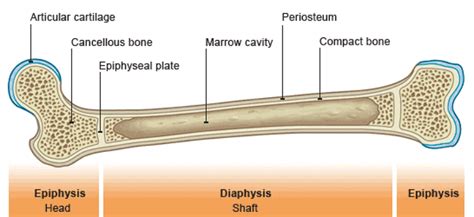 New Doughy Material Promises 3D Printed Bone Repairs | 3DPrint.com ...