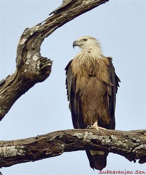 a large bird perched on top of a tree branch