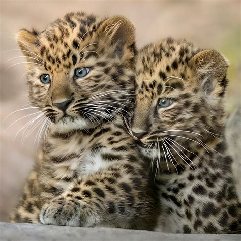 Amur Leopard cubs : r/Eyebleach