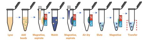 PostImpressionismus Gedenk Geheim magnetic bead dna extraction ...