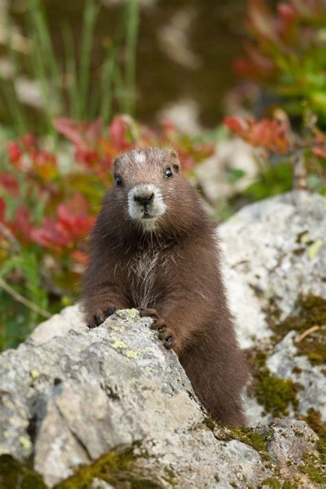 Vancouver Island marmot - Alchetron, the free social encyclopedia