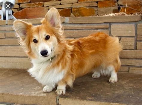 Pin by Barbara Welshofer on Corgi cuties | Corgi dog, Fluffy corgi, Dog forum