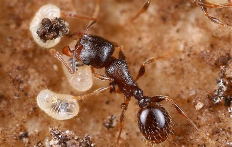 Tetramorium caespitum - Colonie avec reine et ouvrières | Fourmiculture