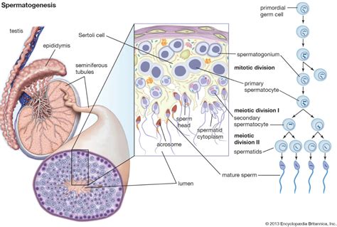 ¿Cómo ayuda el Omega-3 en la fertilidad masculina?