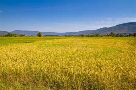 Paddy land stock photo. Image of agricultural, countryside - 22530710