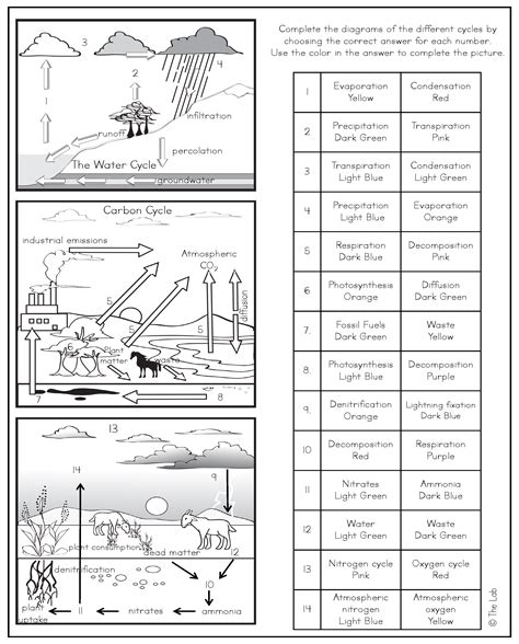 Free Nutrient Cycles Worksheet Collection for Students - Worksheets Library