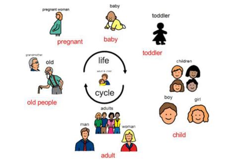 Life Cycle of a human - Interactive Activities and Worksheets | Teaching Resources