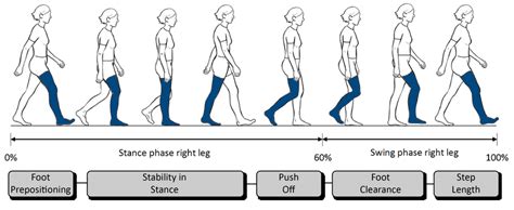 Gait Cycle Diagram