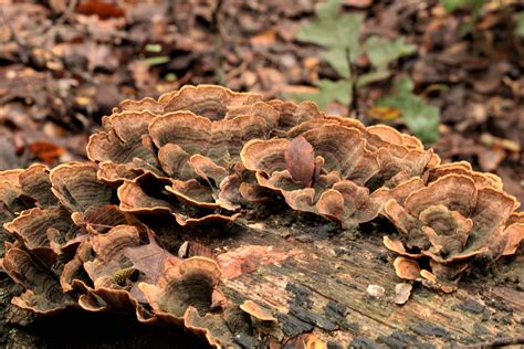 False Turkey Tail Fungi On Log Free Stock Photo - Public Domain Pictures