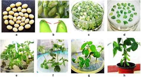 Transgenic plants Advantages & Disadvantages - TheQnA.Org