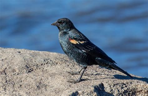 Red-winged Blackbird | San Diego Bird Spot