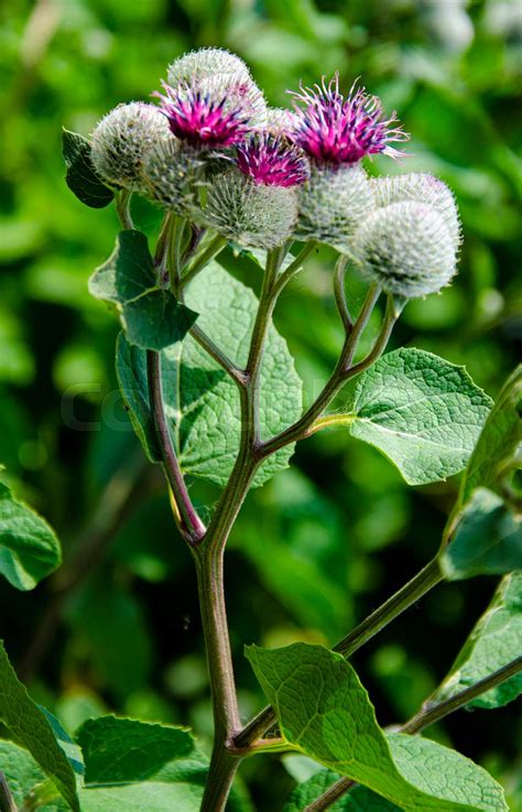 A burdock plant in the summer sunshine.Greater Burdock (Arctium lappa ...