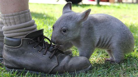 Orphaned Baby Wombat Meets a man who changes his life for good – Page 2 ...