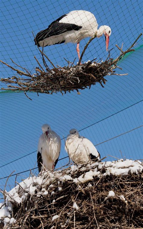 A stork sits on a nest built in a net directly above a second nest of a stork couple living in ...