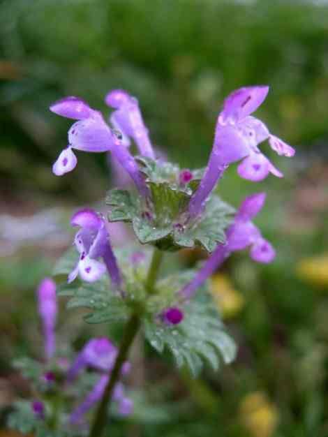 How to Grow Lamium - Gardening Channel