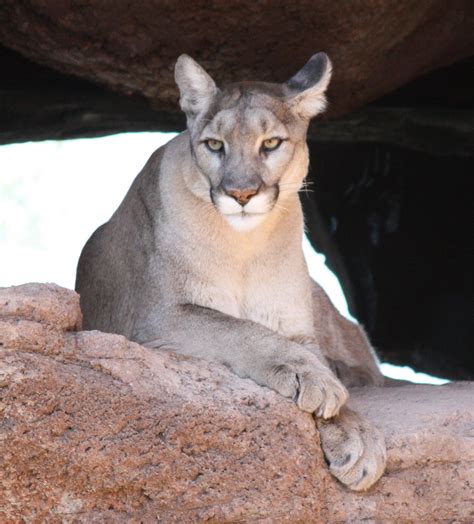 Arizona-Sonora Desert Museum - Mountain Lion | Desert life, Sonora desert, Sonoran desert