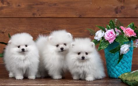 Pomeranian Puppies Wallpapers - Wallpaper Cave