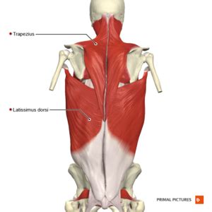 Trapezius