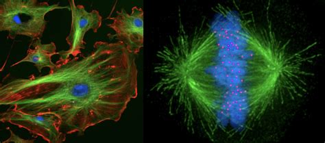 16.4 The Cytoskeleton – College Biology I