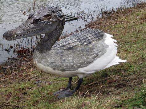 Hybrid Animal: Swan Croc/Swanodile by Rauisuchian on DeviantArt