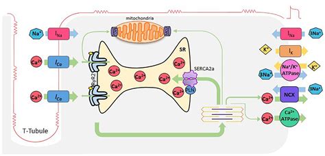 Frontiers | Unbalance Between Sarcoplasmic Reticulum Ca2 + Uptake and ...