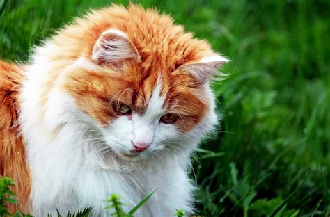 Free picture: nature, grass, cute, animal, cat, kitten, young, feline, pet