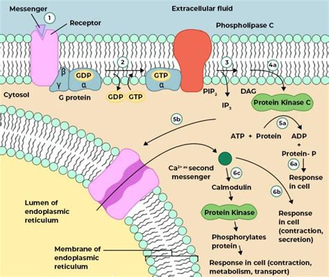 Calcium And Ip3 In Signaling Pathways