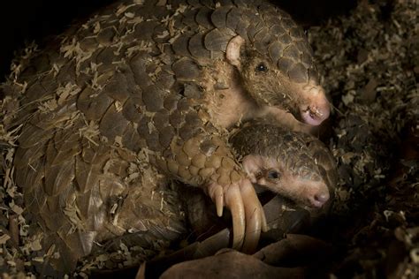 Ending the Use of Pangolin Scales for Traditional Chinese Medicines ...