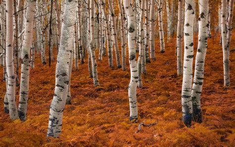 Download Fall Forest Nature Birch HD Wallpaper by Miles Morgan