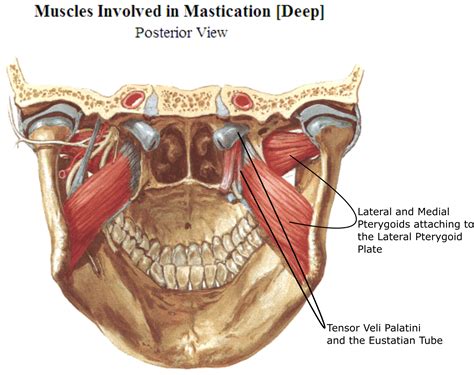 Dentistry and Medicine: Anatomy of Temporomandibular Joint (TMJ)