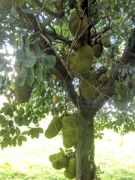 The jackfruit tree [OC] Pune, India [3496×4656] : r/EarthPorn