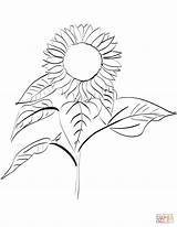 Sunflower coloring Page  Free Printable Coloring Pages sketch template