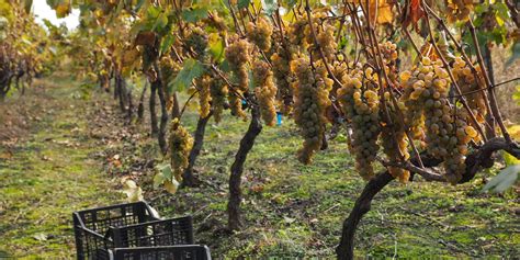 Meet the Georgian Winemaker Who Sleeps in His Cellar and Makes Wine the ...