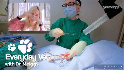 Dog Spay Surgery | Canine Ovariohysterectomy Detailed Walkthrough - YouTube