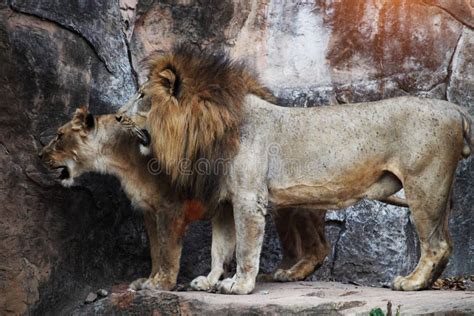 Lion Sitting on a Rock stock photo. Image of background - 112326984