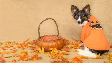 Halloween Dogs Wallpapers - Wallpaper Cave