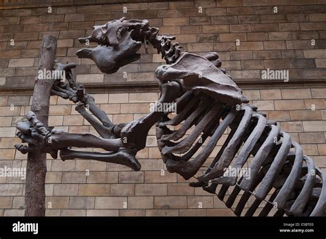 Megatherium High Resolution Stock Photography and Images - Alamy