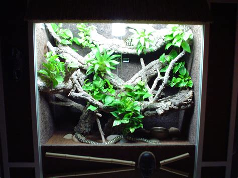 kingsnake.com photo gallery > Member Galleries > Snake-Terrarium